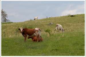 Jr Splendour on Hume Road-CR-635