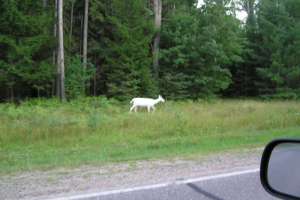 Boulder Junction Beauty